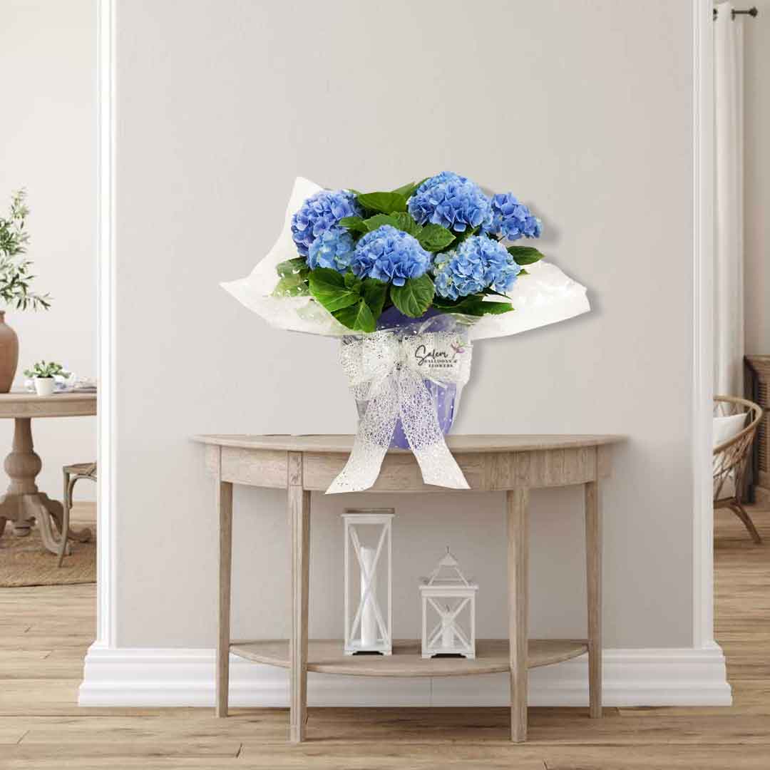 Big hydrangea plant presented in cellophane paper and a sparkly silver bow, on a console table.  Flower delivery in Salem Oregon